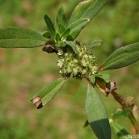 Spermacoce verticillata L.